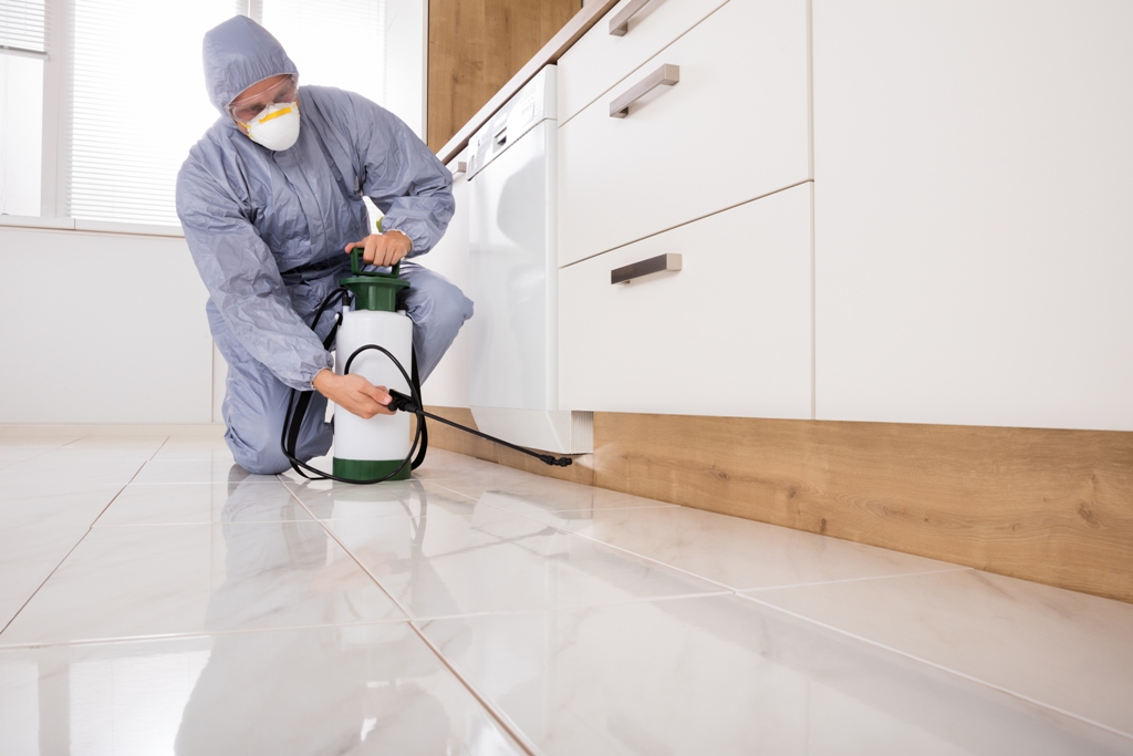 Pest Control Services in Doha Qatar